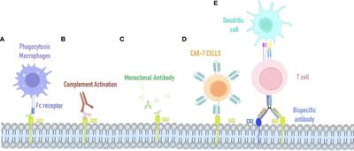 Immunotherapies of retinoblastoma: Effective methods for preserving vision in the future